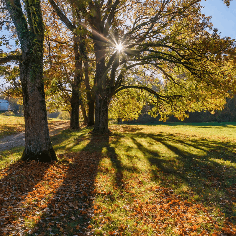 Luce_del_sole_che_proietta_le_ombre_degli_alberi_in_una_giornata_di_autunno_69955.png