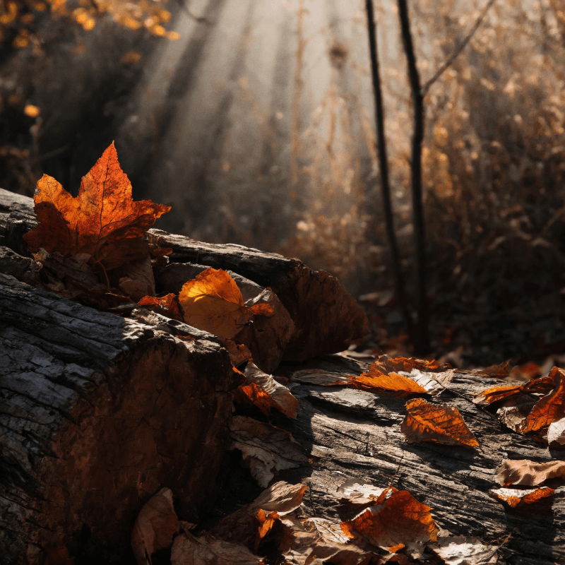 autunno_luce_diminuisce.png