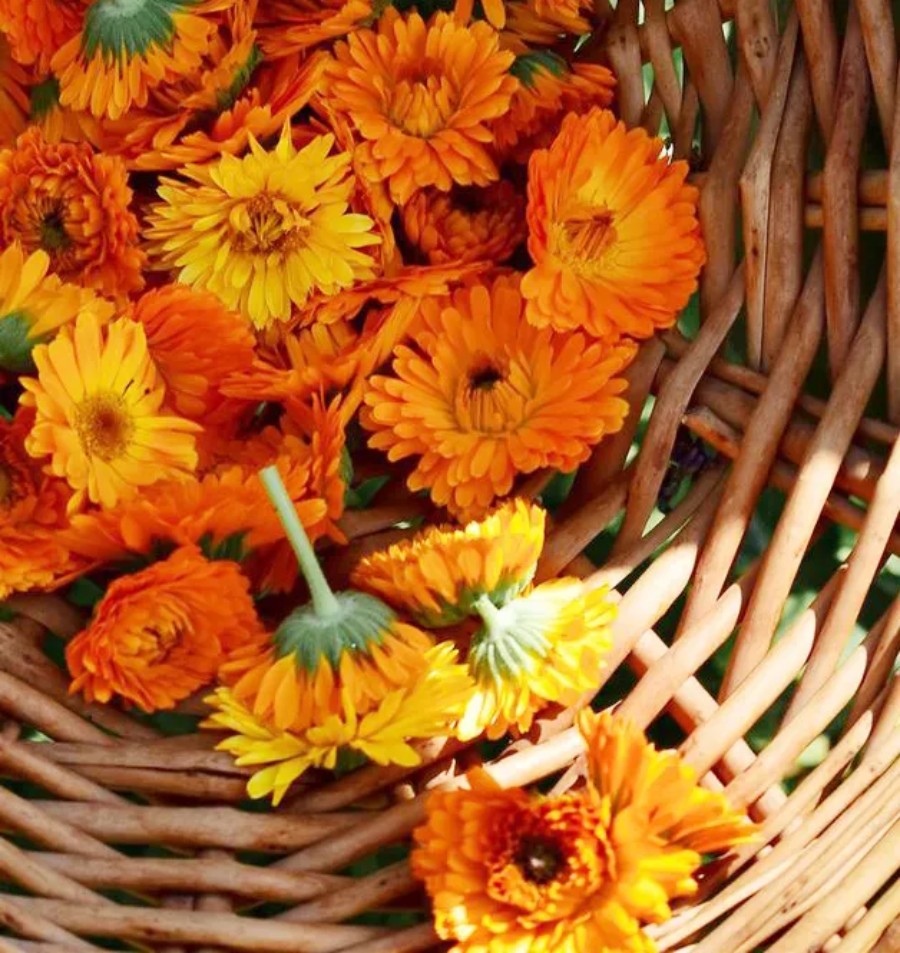calendula
