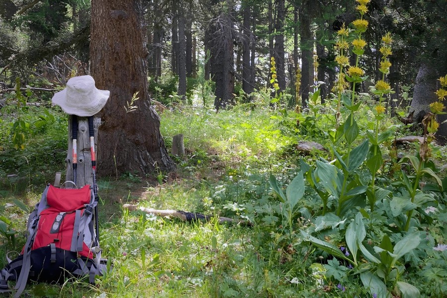 Massimo Abbà | Guida Escursionistica Ambientale | Istruttore di Forest Bathing